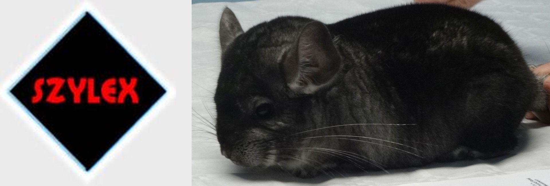 تربية شينشيلا SZYLEX، الغذاء، الأعلاف، الأقفاص، شنشيلا في بولندا 02