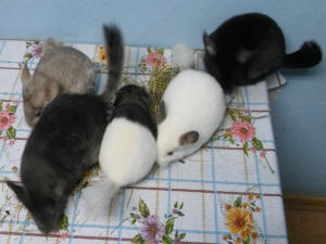 تربية شينشيلا SZYLEX، الغذاء، الأعلاف، الأقفاص، شنشيلا في بولندا 04