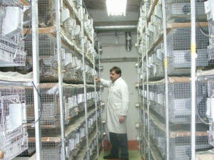 تربية شينشيلا SZYLEX، الغذاء، الأعلاف، الأقفاص، شنشيلا في بولندا 05