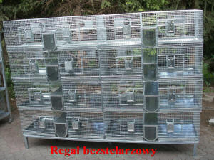 تربية شينشيلا SZYLEX، الغذاء، الأعلاف، الأقفاص، شنشيلا في بولندا 07