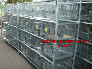 تربية شينشيلا SZYLEX، الغذاء، الأعلاف، الأقفاص، شنشيلا في بولندا 08